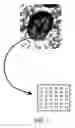 Fig. 04 - Diagnostic scanning microscope for information-enriched qualitative histopathology