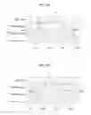 Fig. 13 - Processing multiview video