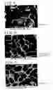 Fig. 06 - MAGNESIUM ALLOY AND CASTING