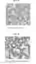 Fig. 02 - Composition Comprising Separated or Proliferated Cells from Umbilical Cord Blood for Treating Developmental and/or Chronic Lung Disease
