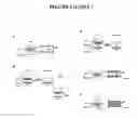 Fig. 04 - Porous membrane device that promotes the differentiation of monocytes into dendritic cells