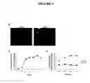 Fig. 05 - Porous membrane device that promotes the differentiation of monocytes into dendritic cells