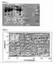 Fig. 03 - Stabilized single domain antibodies