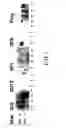 Fig. 02 - Monoclonal antibody against ABCA1
