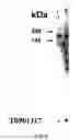 Fig. 06 - Monoclonal antibody against ABCA1