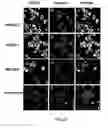 Fig. 10 - Monoclonal antibody against ABCA1