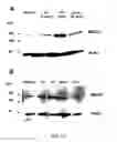 Fig. 14 - Monoclonal antibody against ABCA1