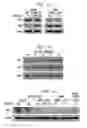 Fig. 02 - Method for Treating Immune Dysfunction by Regulation of CD40 Ligand Expression