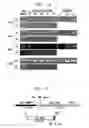 Fig. 03 - Method for Treating Immune Dysfunction by Regulation of CD40 Ligand Expression