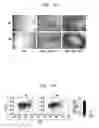 Fig. 06 - Method for Treating Immune Dysfunction by Regulation of CD40 Ligand Expression