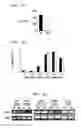Fig. 09 - Method for Treating Immune Dysfunction by Regulation of CD40 Ligand Expression