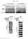 Fig. 14 - Method for Treating Immune Dysfunction by Regulation of CD40 Ligand Expression