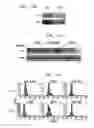 Fig. 19 - Method for Treating Immune Dysfunction by Regulation of CD40 Ligand Expression