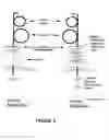 Fig. 07 - Mucosal vascular addressins and uses thereof