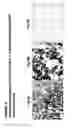 Fig. 06 - Ovr110 antibody compositions and methods of use