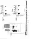 Fig. 10 - Ovr110 antibody compositions and methods of use