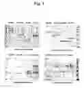 Fig. 02 - Surface-located campylobacter jejuni polypeptides