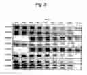 Fig. 03 - Surface-located campylobacter jejuni polypeptides