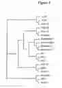 Fig. 07 - Kallikrein gene