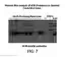 Fig. 08 - Preparations of growth hormone