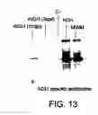 Fig. 14 - Preparations of growth hormone
