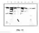 Fig. 16 - Preparations of growth hormone