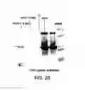 Fig. 26 - Preparations of growth hormone