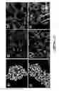 Fig. 07 - Polyphosphate ceramic and method of making same