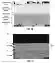 Fig. 07 - FUEL CELL COMPONENTS HAVING POROUS ELECTRODES