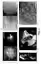 Fig. 04 - Control of es cell self renewal and lineage specification, and medium therefor