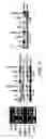 Fig. 05 - Control of es cell self renewal and lineage specification, and medium therefor