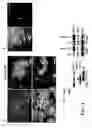Fig. 06 - Control of es cell self renewal and lineage specification, and medium therefor