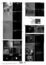 Fig. 09 - Control of es cell self renewal and lineage specification, and medium therefor