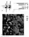 Fig. 10 - Control of es cell self renewal and lineage specification, and medium therefor