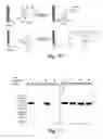 Fig. 07 - Selective posttranslational modification of phage-displayed polypeptides