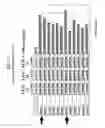 Fig. 07 - Context sensitive paralell optimization of zinc finger dna binding domains