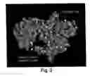 Fig. 03 - Methods and compositions for optical detection of single-stranded polynucleotides
