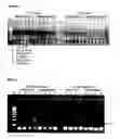 Fig. 06 - Nucleic acid detection assay