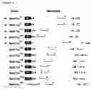Fig. 03 - Method for the identification of suitable fragmentation sites in a reporter protein