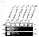 Fig. 06 - Method for the identification of suitable fragmentation sites in a reporter protein
