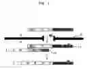 Fig. 02 - Probes for detecting protein nuclear transport and method for detecting and quantifying protein nuclear transport using the same