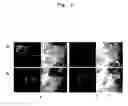 Fig. 03 - Probes for detecting protein nuclear transport and method for detecting and quantifying protein nuclear transport using the same
