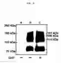 Fig. 04 - Probes for detecting protein nuclear transport and method for detecting and quantifying protein nuclear transport using the same