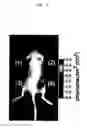 Fig. 07 - Probes for detecting protein nuclear transport and method for detecting and quantifying protein nuclear transport using the same