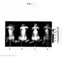 Fig. 12 - Probes for detecting protein nuclear transport and method for detecting and quantifying protein nuclear transport using the same