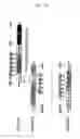 Fig. 14 - Probes for detecting protein nuclear transport and method for detecting and quantifying protein nuclear transport using the same