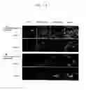 Fig. 15 - Probes for detecting protein nuclear transport and method for detecting and quantifying protein nuclear transport using the same