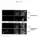 Fig. 19 - Probes for detecting protein nuclear transport and method for detecting and quantifying protein nuclear transport using the same