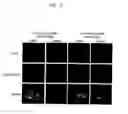 Fig. 22 - Probes for detecting protein nuclear transport and method for detecting and quantifying protein nuclear transport using the same