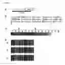 Fig. 06 - Composition for deaminating dna and method of detecting methylated dna